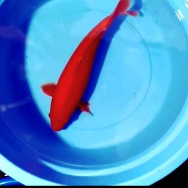 Benigoi