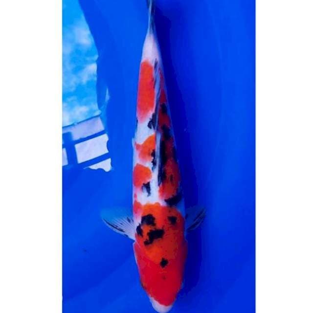 Strong Sanke Original 28cm (M)