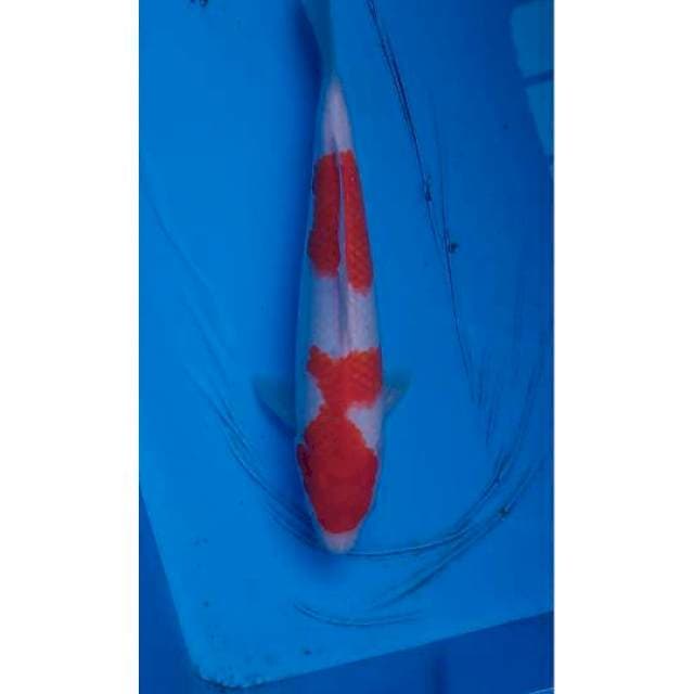 2step Kohaku Original 28cm F