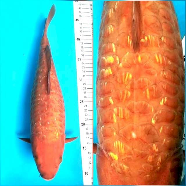 Chagoi Aragoke Ginrin 37cm