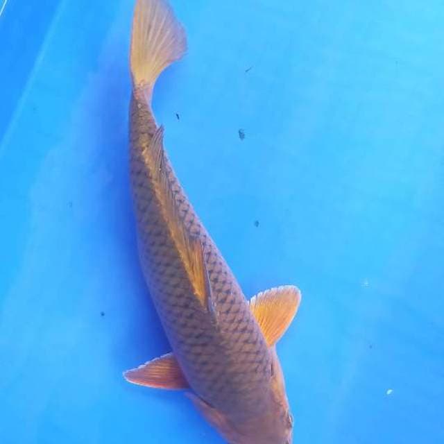 Chagoi tembaga 33 cm