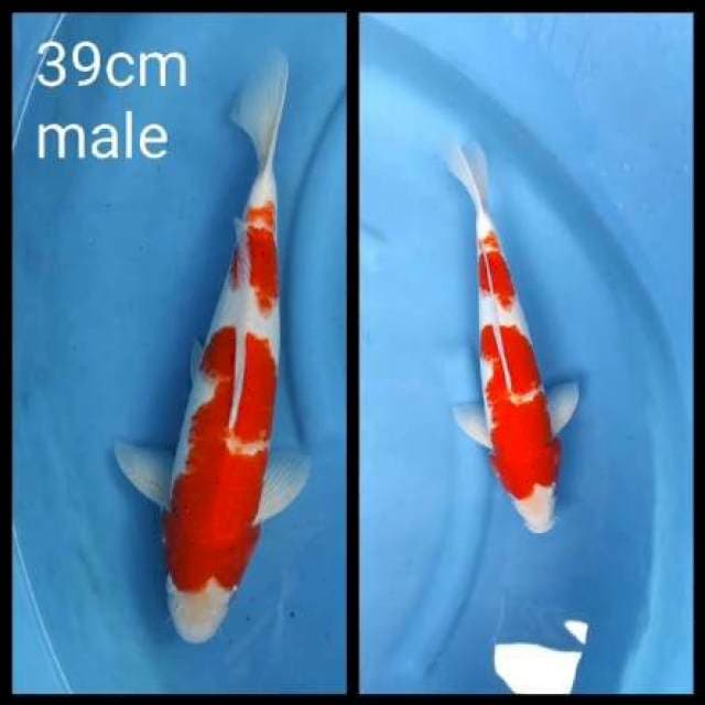 Kohaku merah tebal