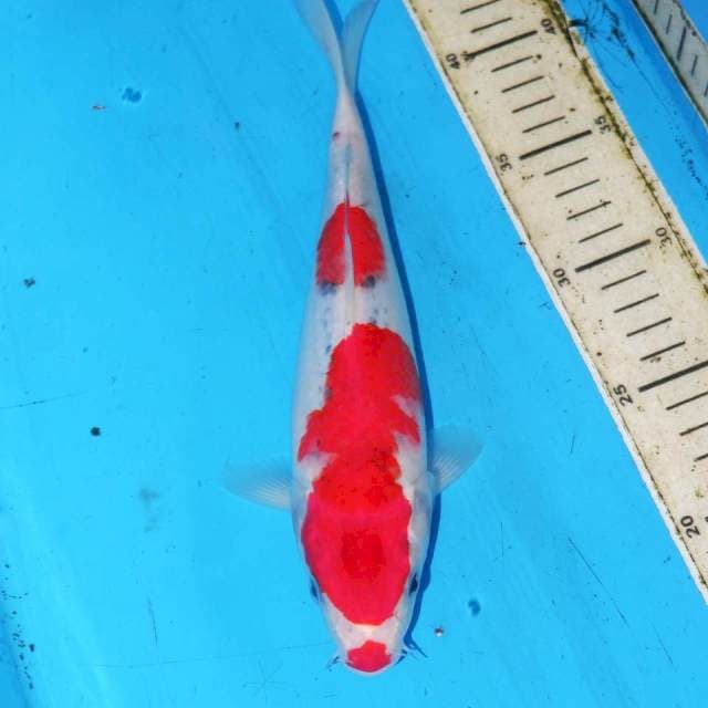 GOSHIKI