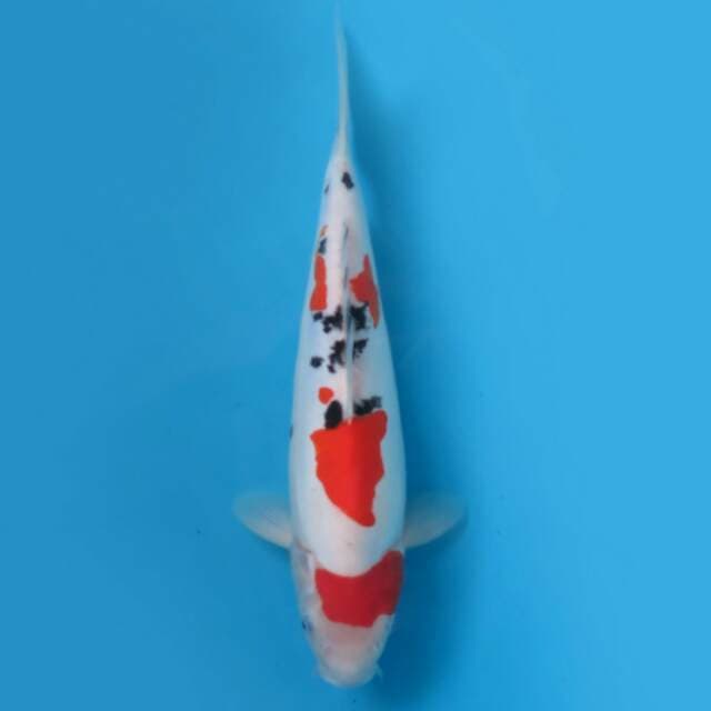 Sanke 32cm