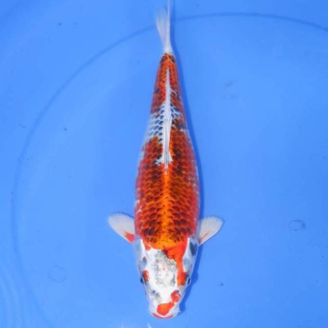 31cm KOJAKU