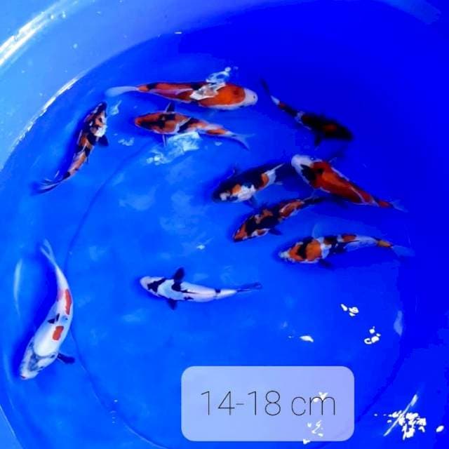 Paket 14 ekor Pumada