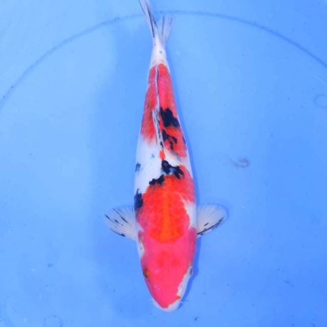 29cm SANKE