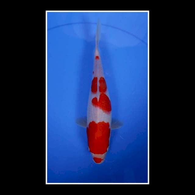 Kohaku Fimale 25bu