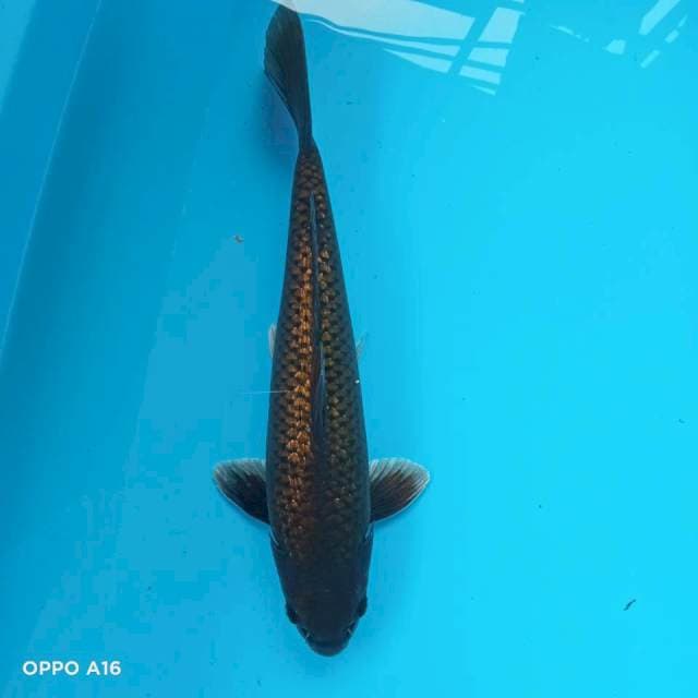 Midhori 37cm