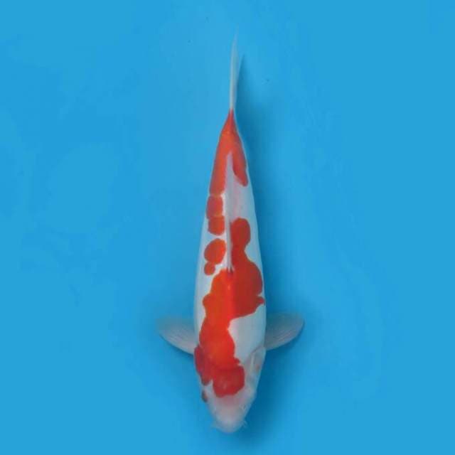 Kohaku 25cm