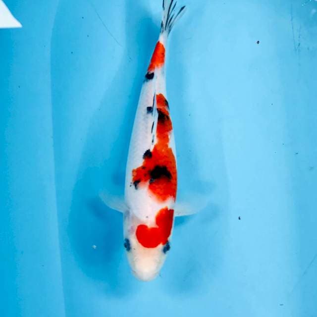 Sanke, 28 cm