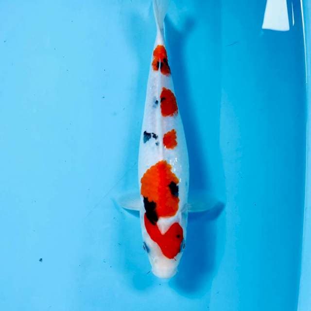 Sanke, 28 cm