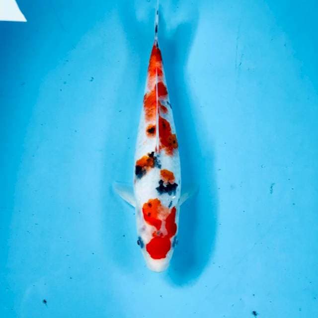 Sanke, 25 cm