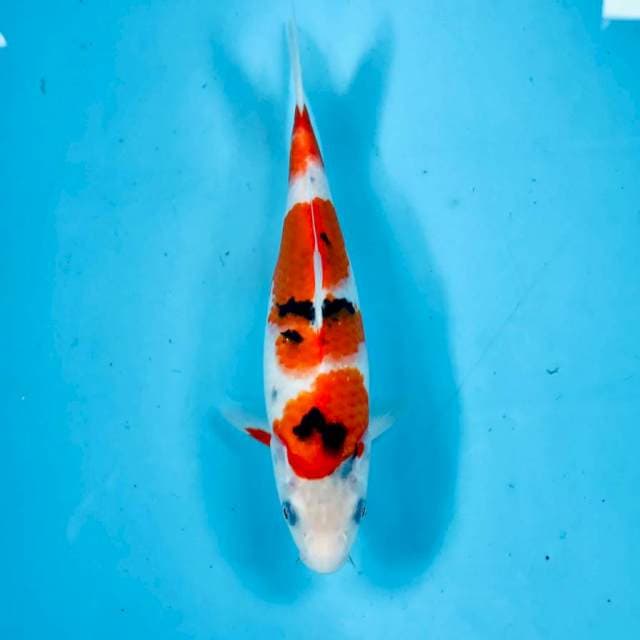 Sanke, 24 cm