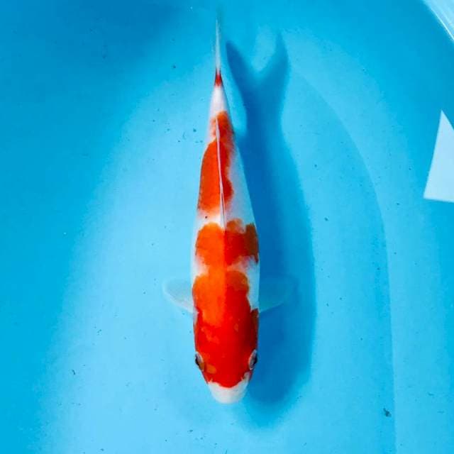 Kohaku, 24 cm