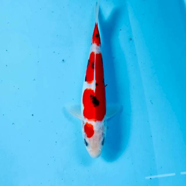 Doitsu, 22 cm