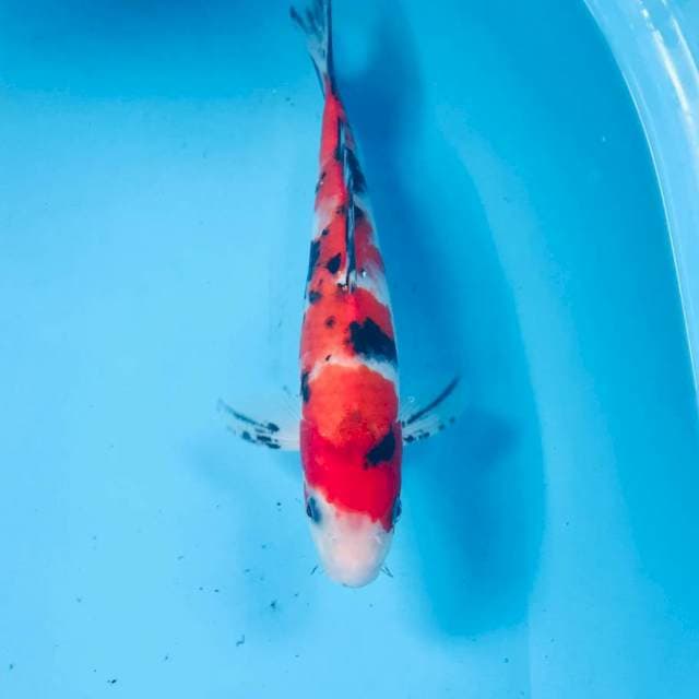 Sanke, 27 cm