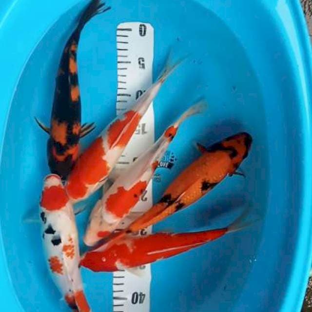 Mix koi 26:28cm