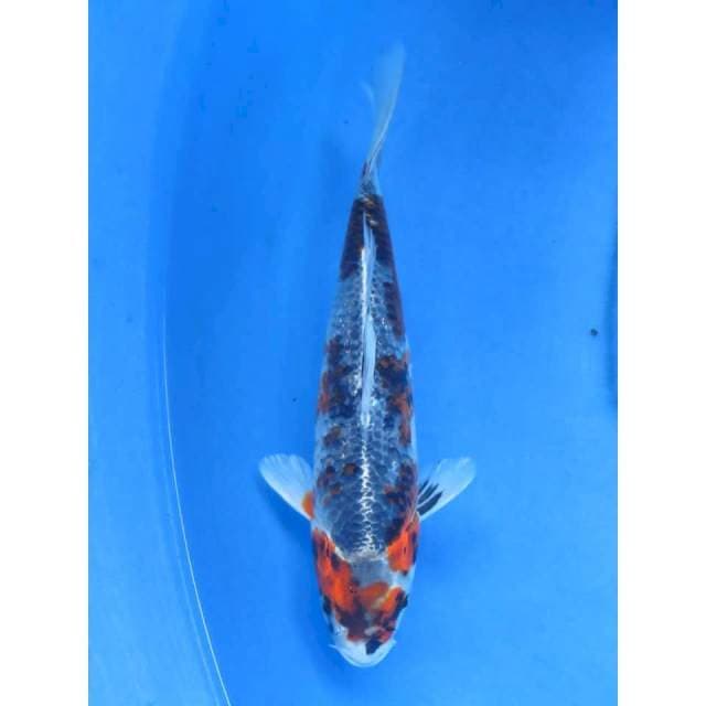 27cm Male - Kage Showa