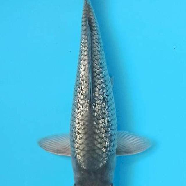 Full berlian soragoi ginrin bulky 26+cm