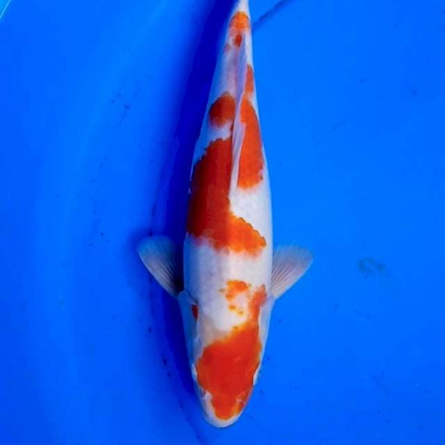 KOHAKU 31cm