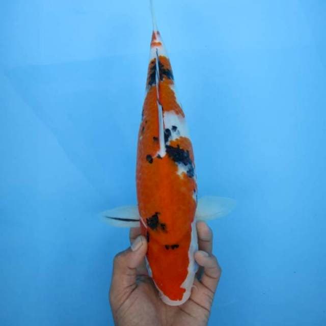 Sanke 32cm Female