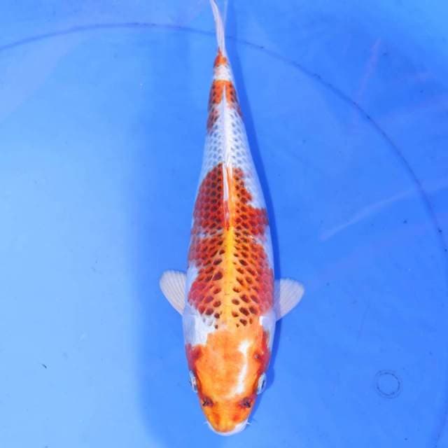 KUJAKU 28cm