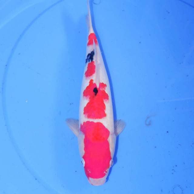 SANKE 4STEP 29cm