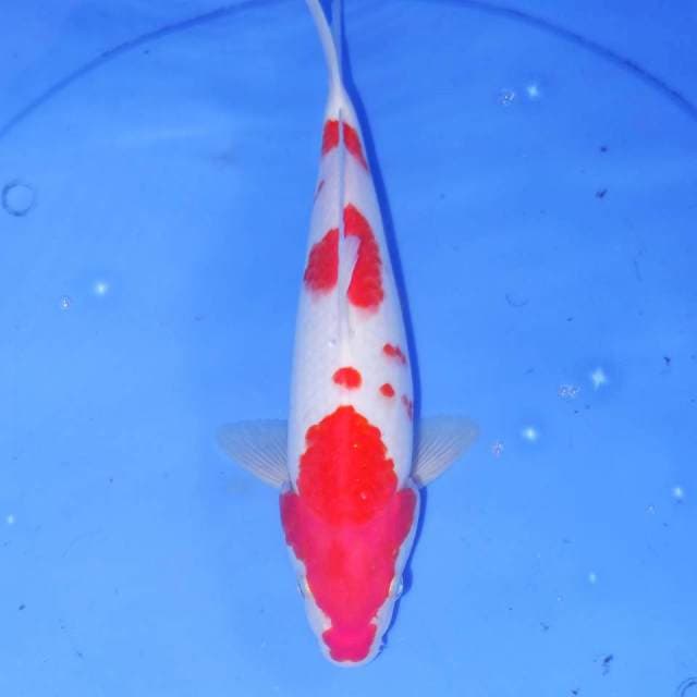 KOHAKU 29cm