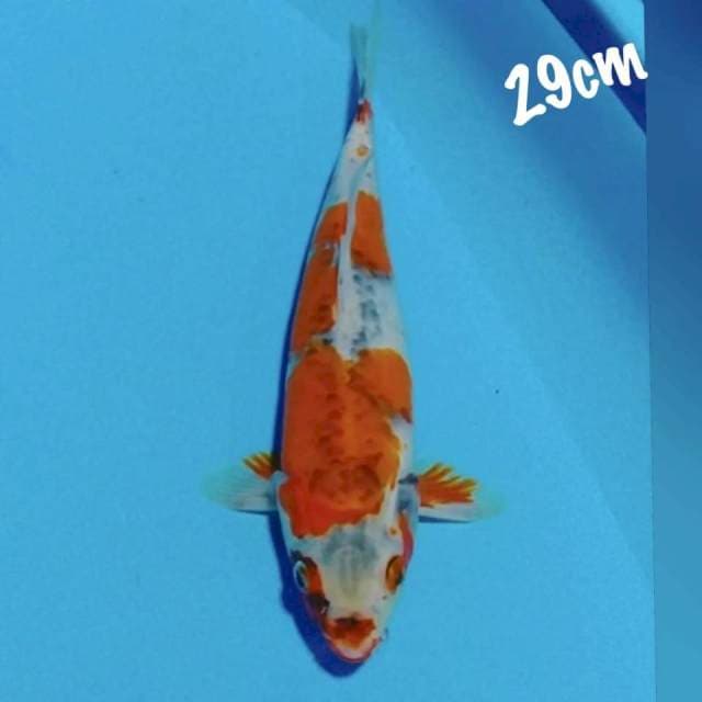 Gosiki 29cm