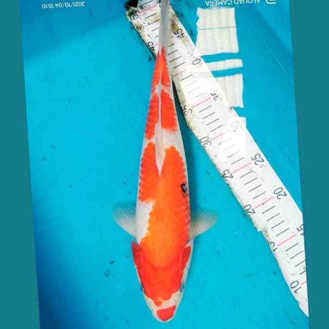 Sanke strong 37cm