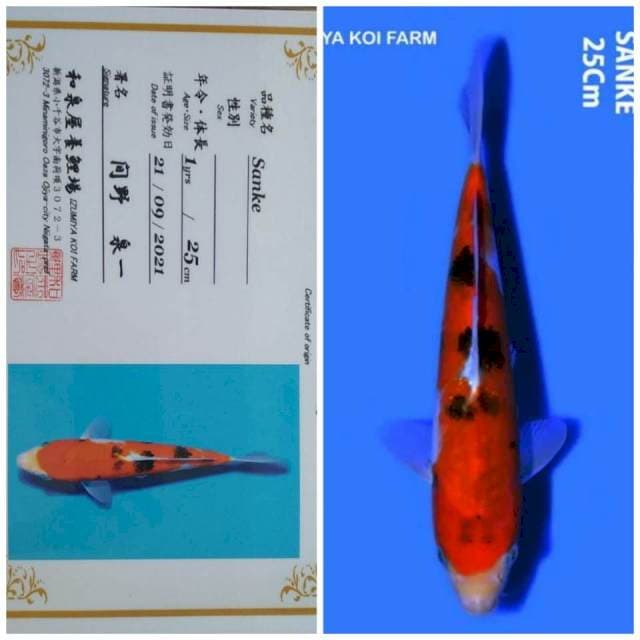 Sanke Import Fatm Izumiya