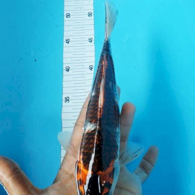 BENIGINGGA 26CM