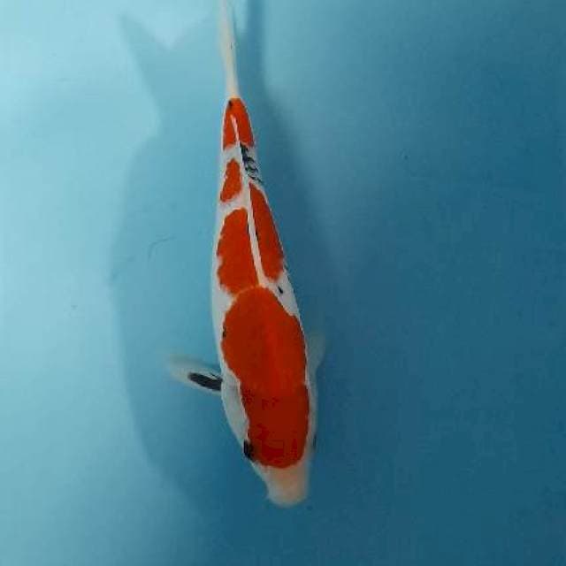 Thaiso1
