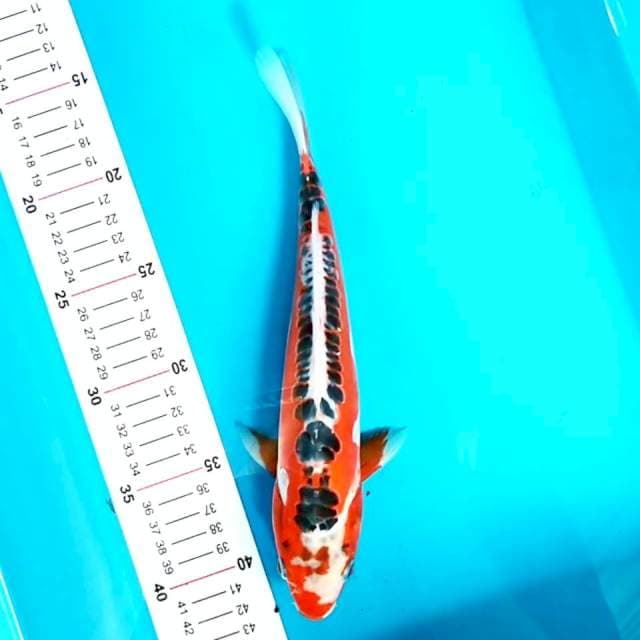 Hana Sushui 26 cm