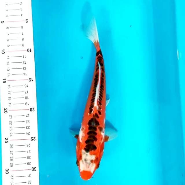 Hana Shusui 26 cm
