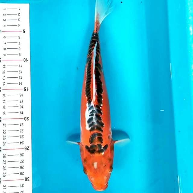 Mizuho 33 cm
