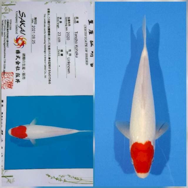 Tancho kohaku sakai Ltd
