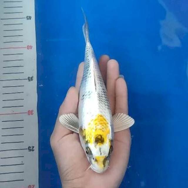 Kin showa 21cm