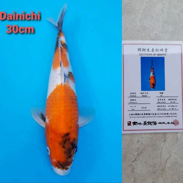 Dainichi Showa Certi