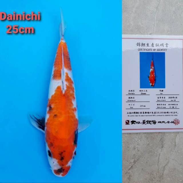 Dainichi Showa Certi