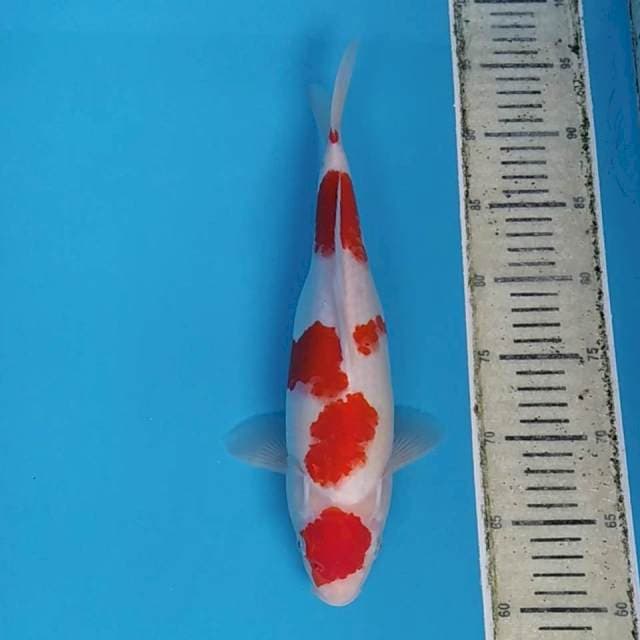Maruten Kohaku ~34