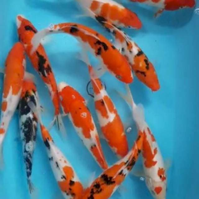 Sanke 27-30 cm 15 ekor