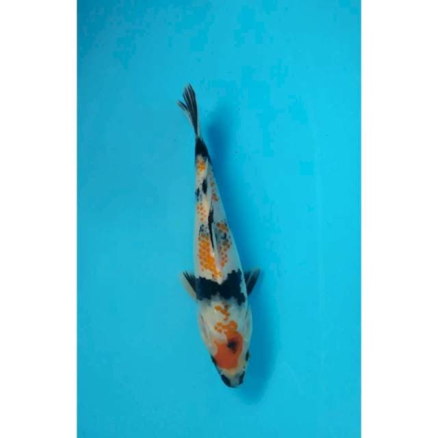 showa kanoko 23 cm