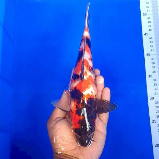 Showa 29CM