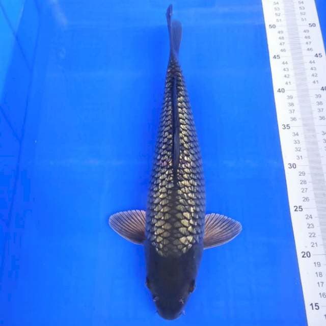 Black soragoi ginrin 35cm