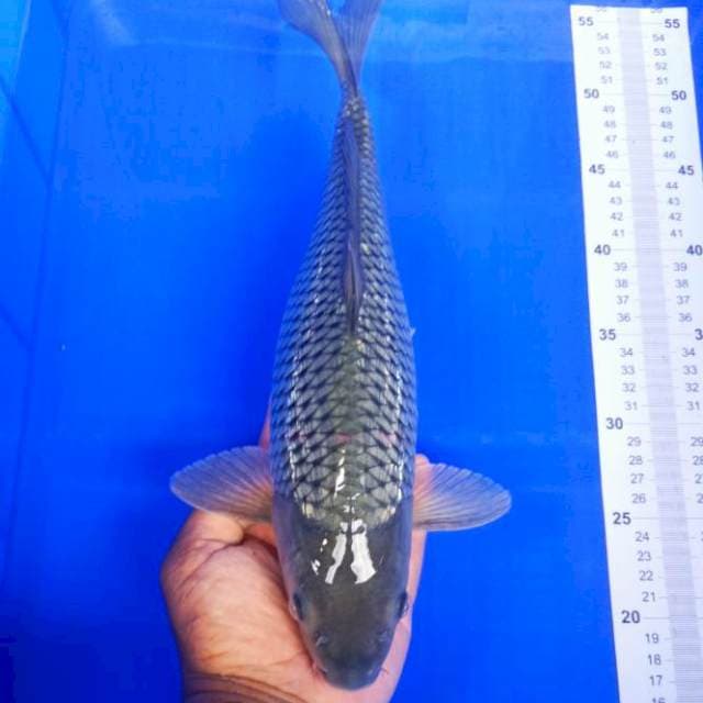Soragoi ginrin 38CM
