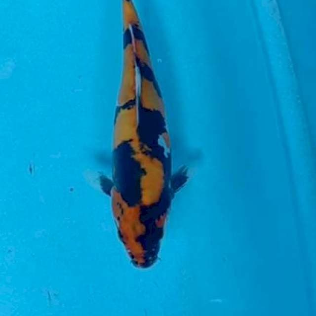 Showa doitsu 27 cm