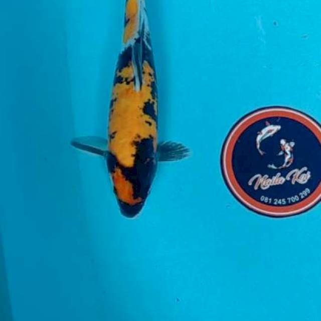 Showa doitsu 28 cm