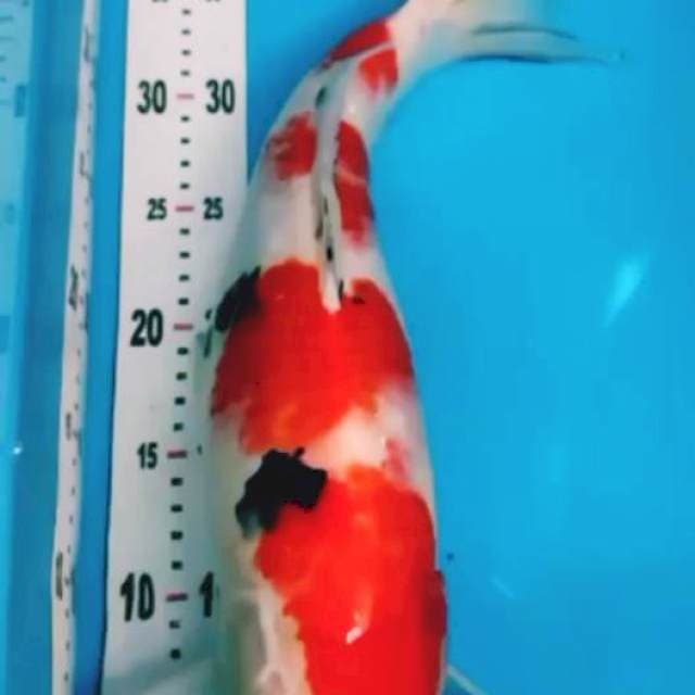 Sanke -+45cm